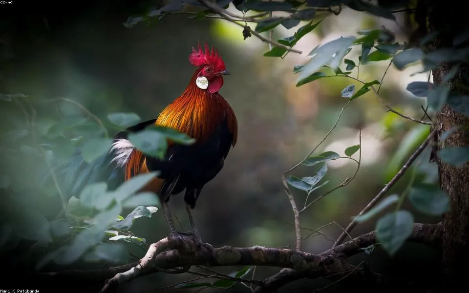 Wild bird and habitat related to this guide