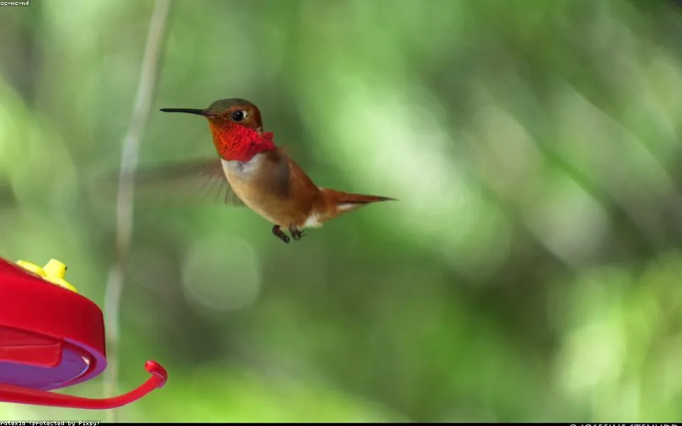Wild bird and habitat related to this guide