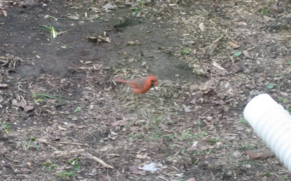 Wild bird and habitat related to this guide
