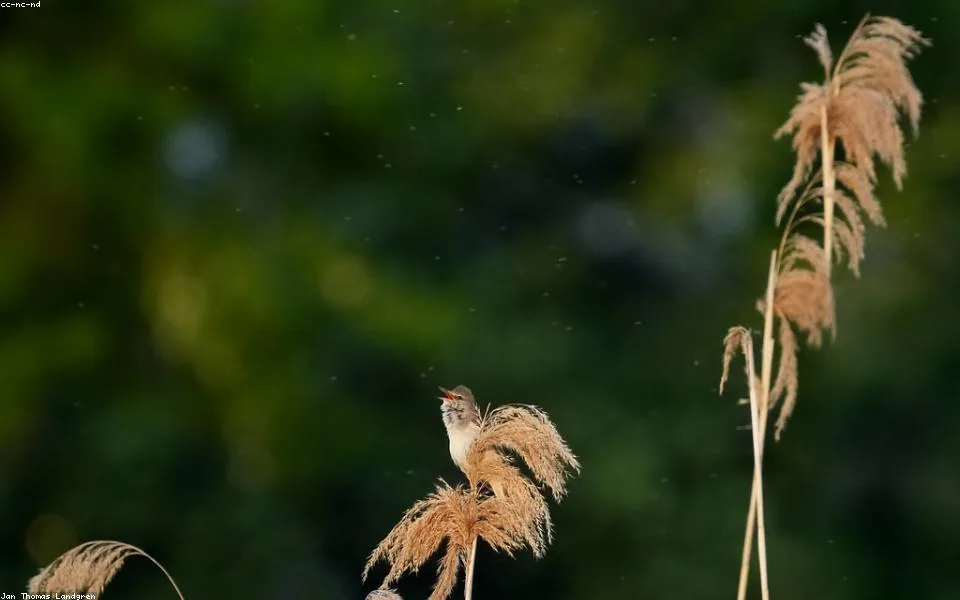 Wild bird and habitat related to this guide