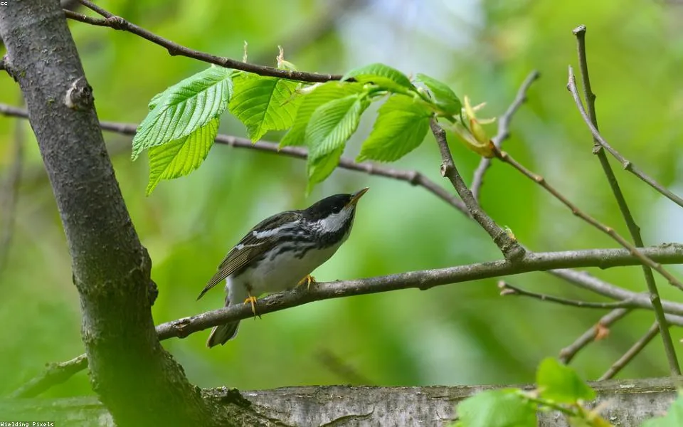 Wild bird and habitat related to this guide