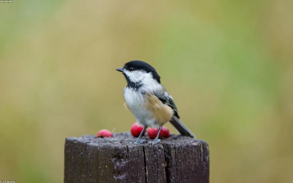 Wild bird and habitat related to this guide