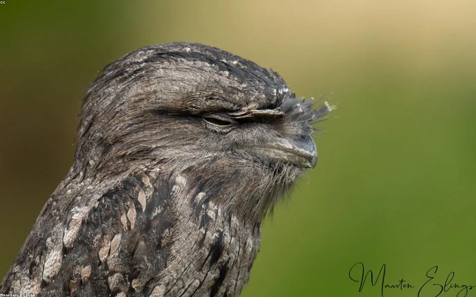 Birding habitat for Best Birding Trails in Ontario: Where to Watch Birds Year-Round