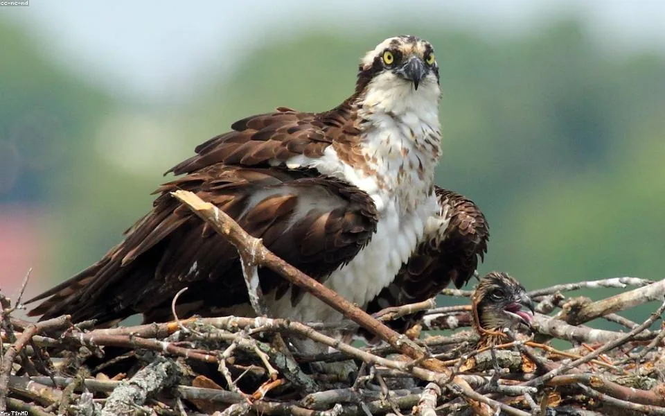 Wild bird and habitat related to this guide