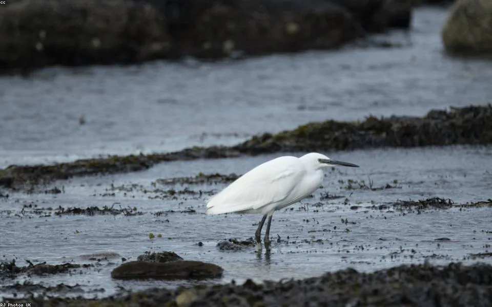 Wild bird and habitat related to this guide