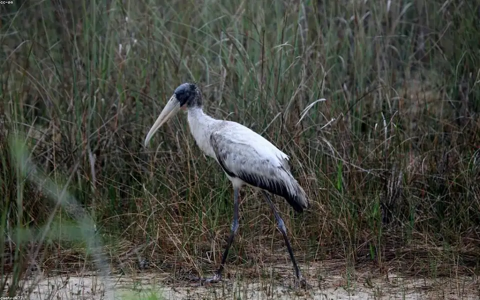 Wild bird and habitat related to this guide