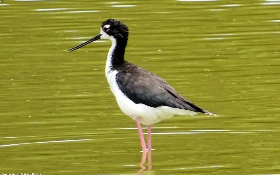 Wild bird and habitat related to this guide
