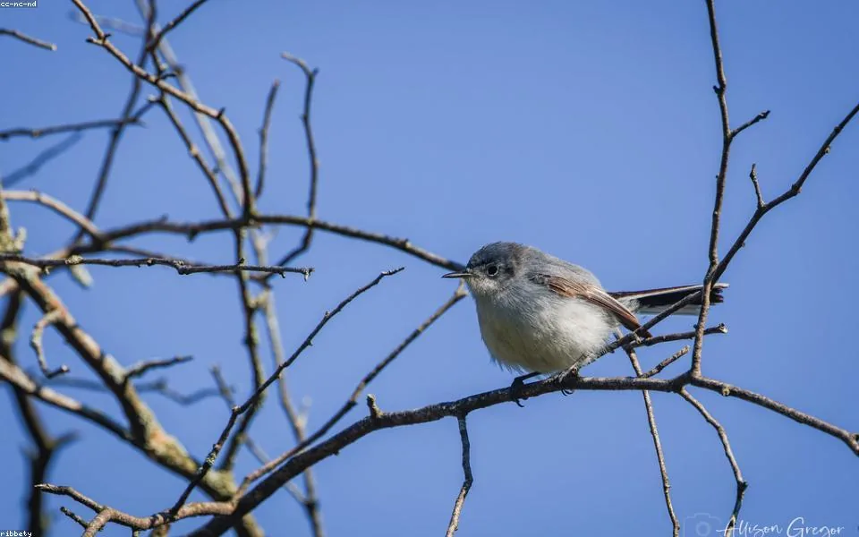 Wild bird and habitat related to this guide