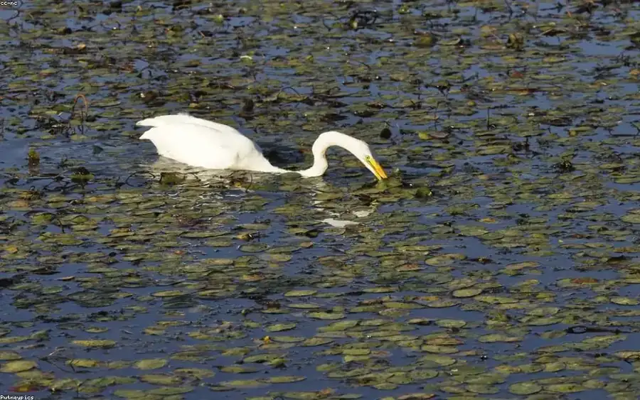 Wild bird and habitat related to this guide
