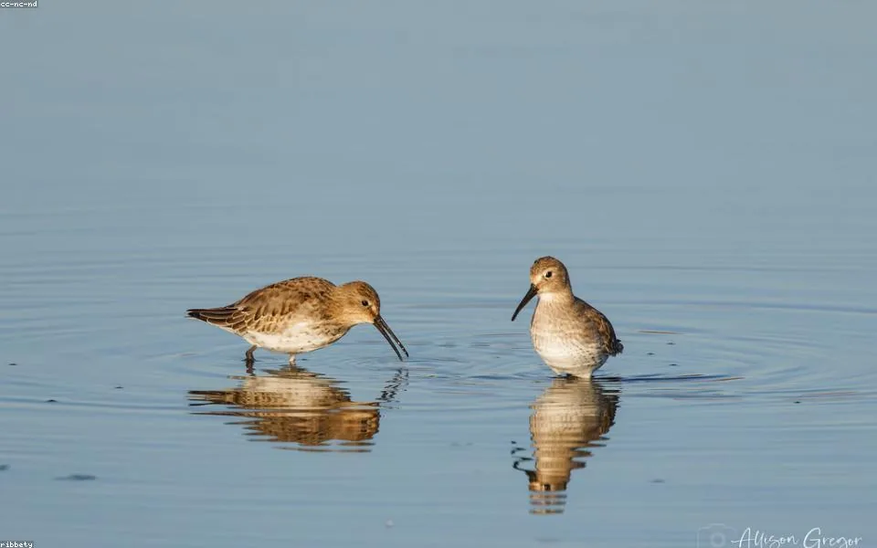 Wild bird and habitat related to this guide