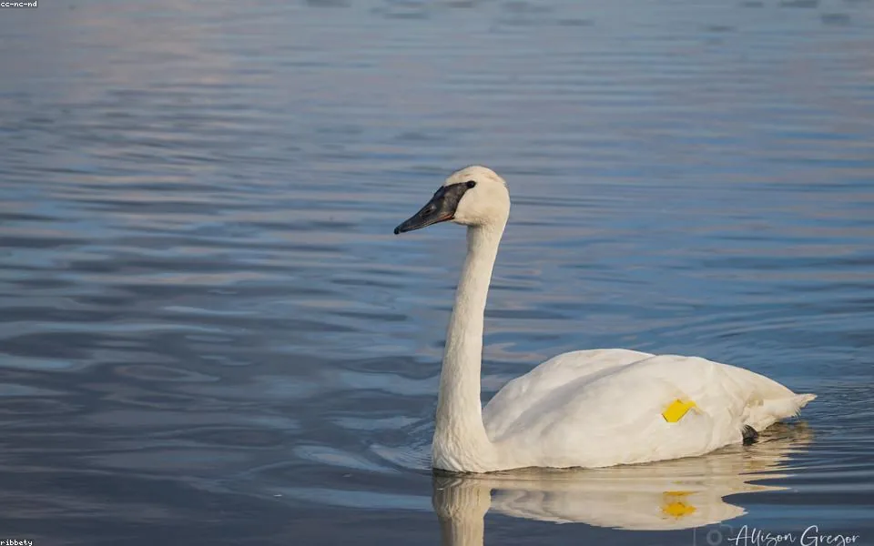 Birding habitat for Invasive Species and Their Impact on Birds and Garden Wildlife in Cana