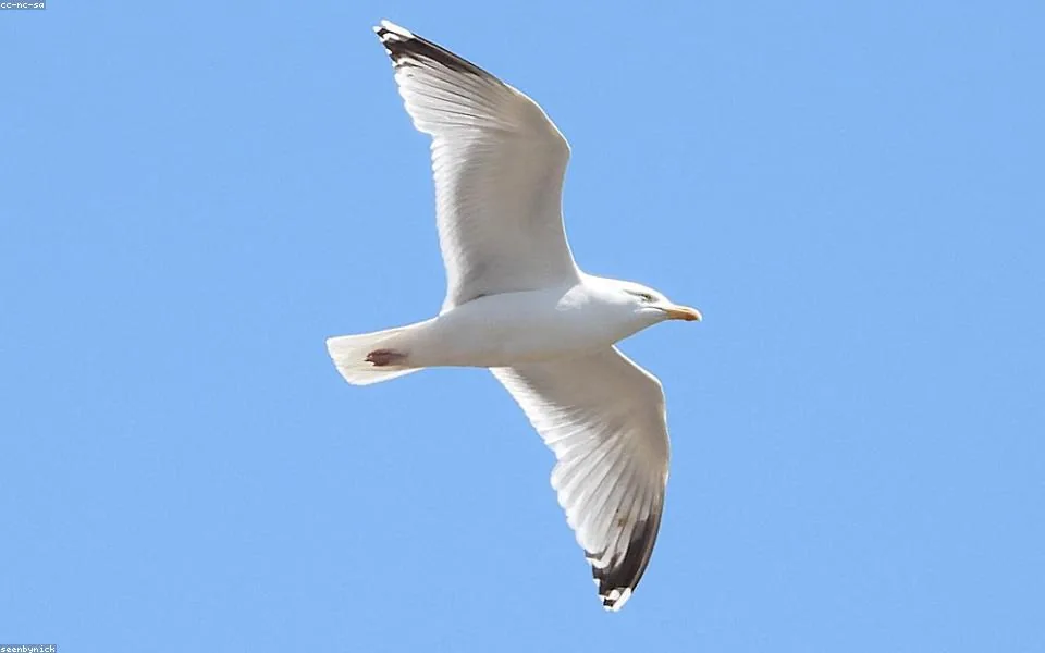 Wild bird and habitat related to this guide
