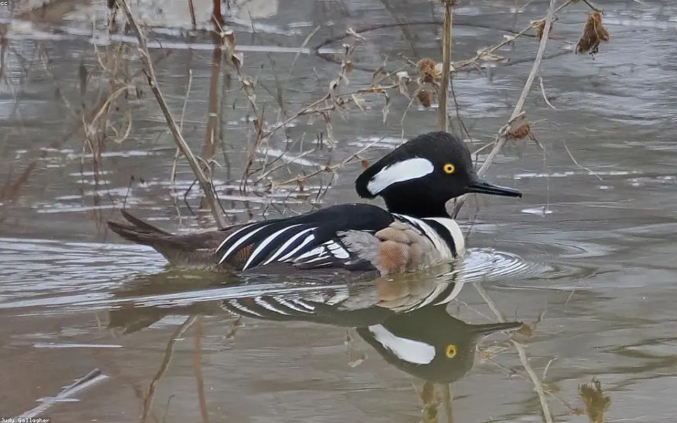 Wild bird and habitat related to this guide