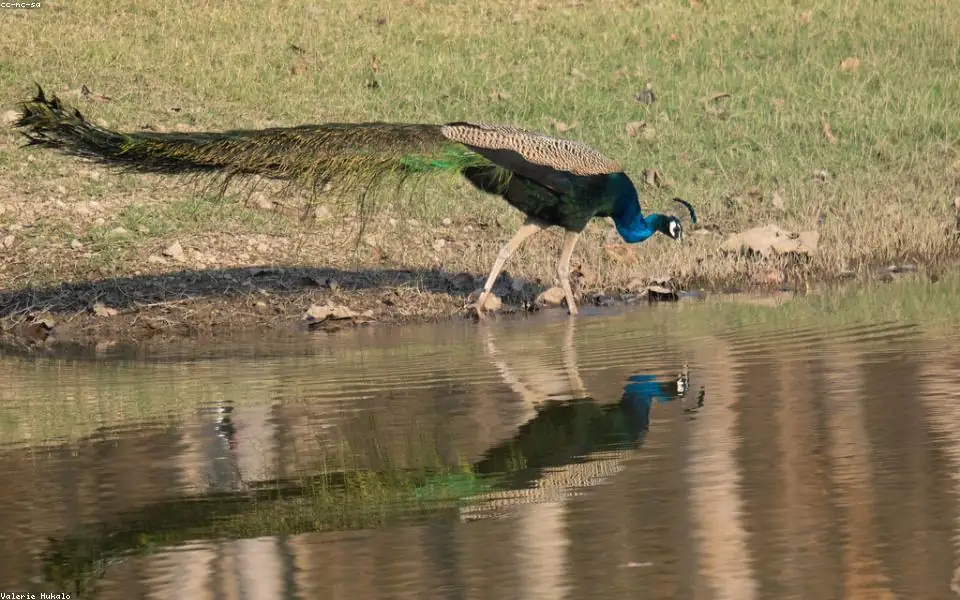 Wild bird and habitat related to this guide