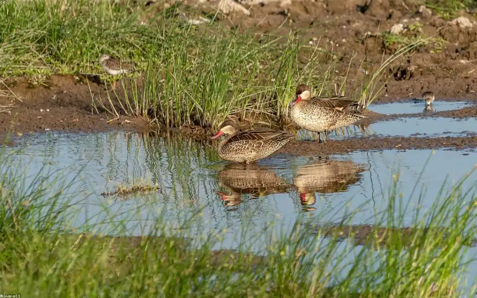 Wild bird and habitat related to this guide