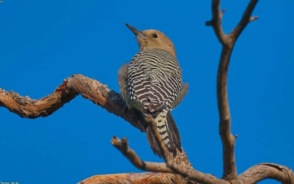 Wild bird and habitat related to this guide
