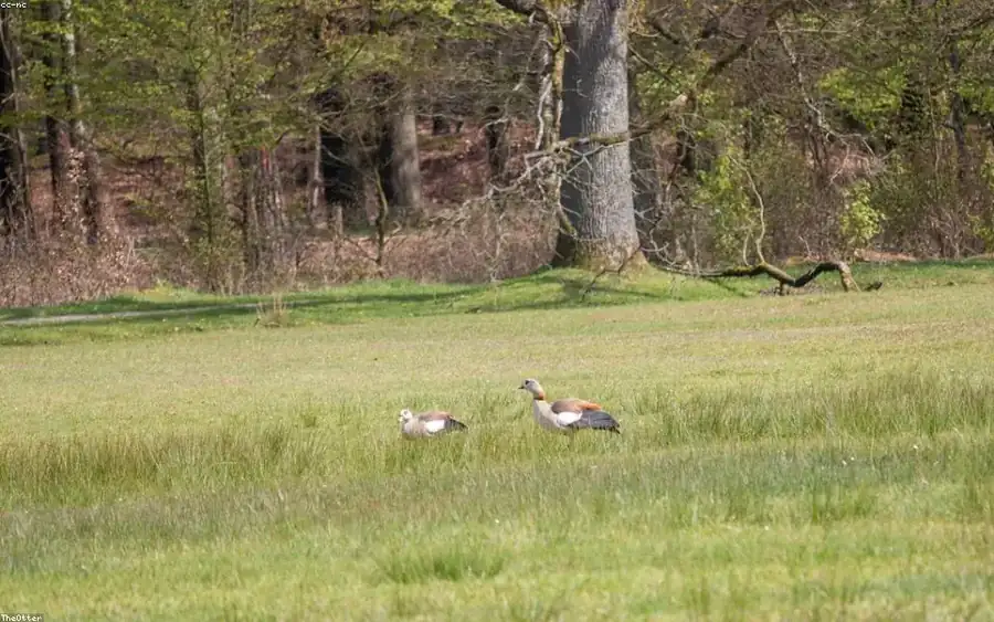 Wild bird and habitat related to this guide