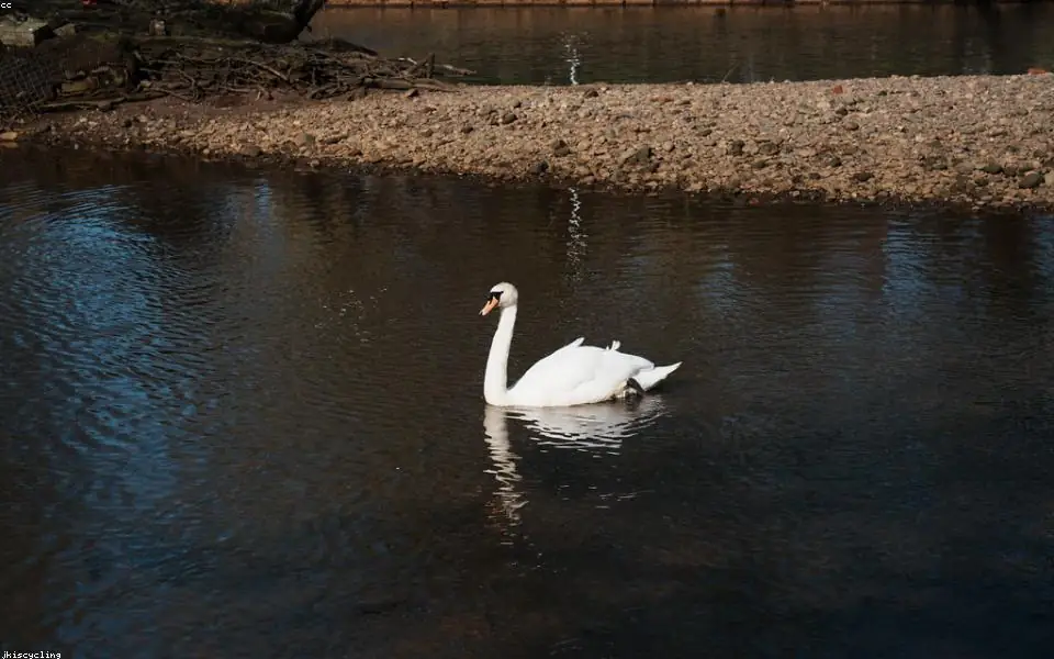Wild bird and habitat related to this guide