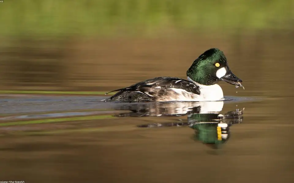 Wild bird and habitat related to this guide