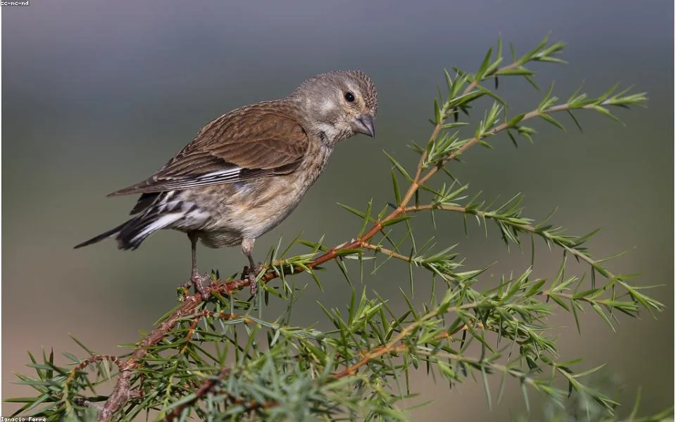 Wild bird and habitat related to this guide