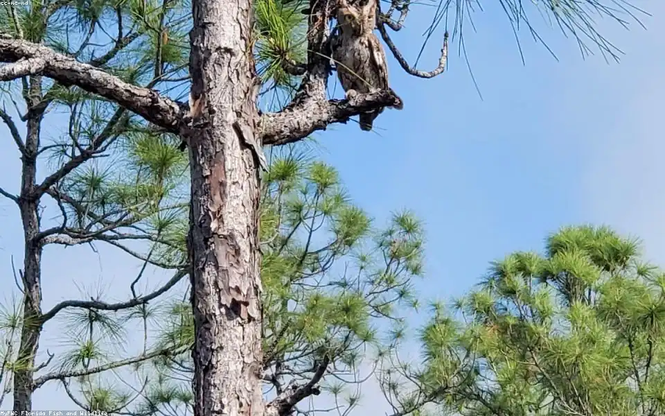 Wild bird and habitat related to this guide