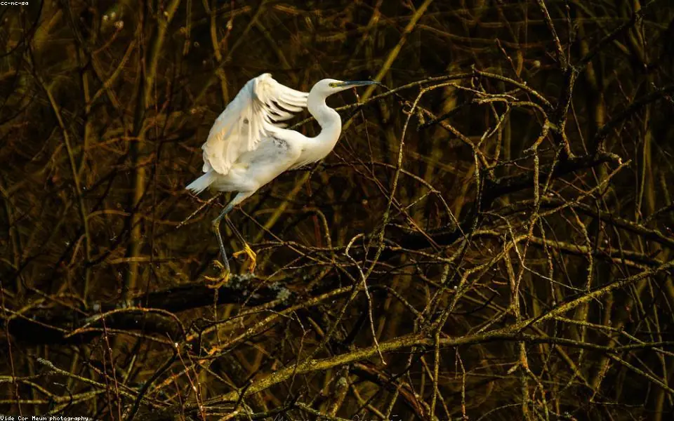 Wild bird and habitat related to this guide