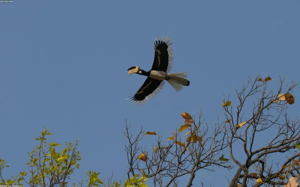 Wild bird and habitat related to this guide